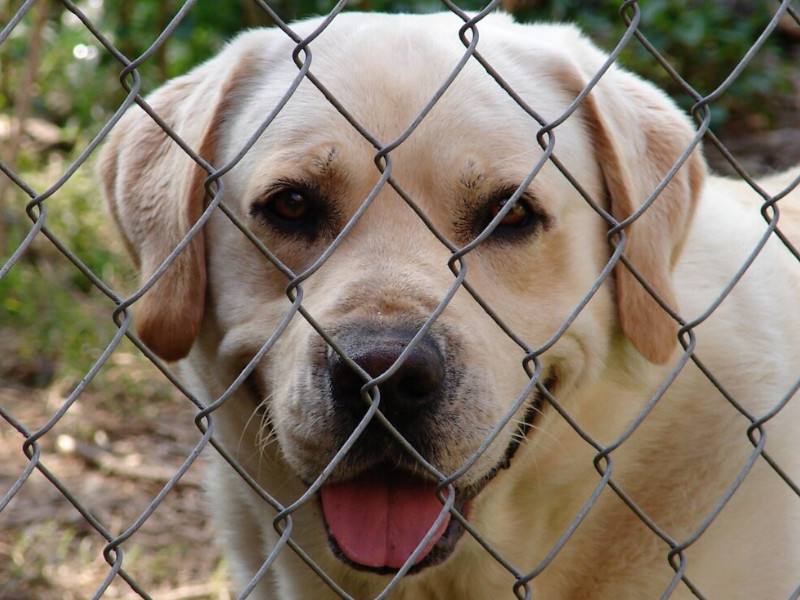 Securing pets from the treatment work area