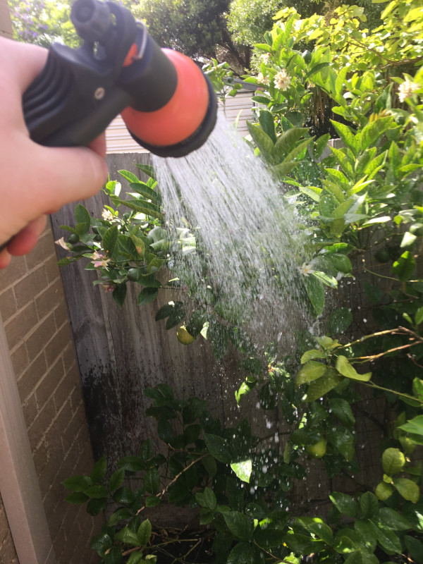Washing down plants after Moss Roof Treatment application