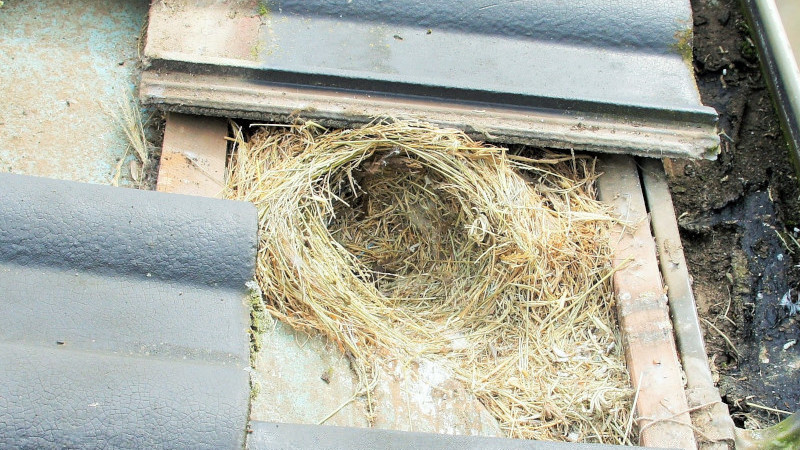 Bird's nest found under cement roof tiles during inspection