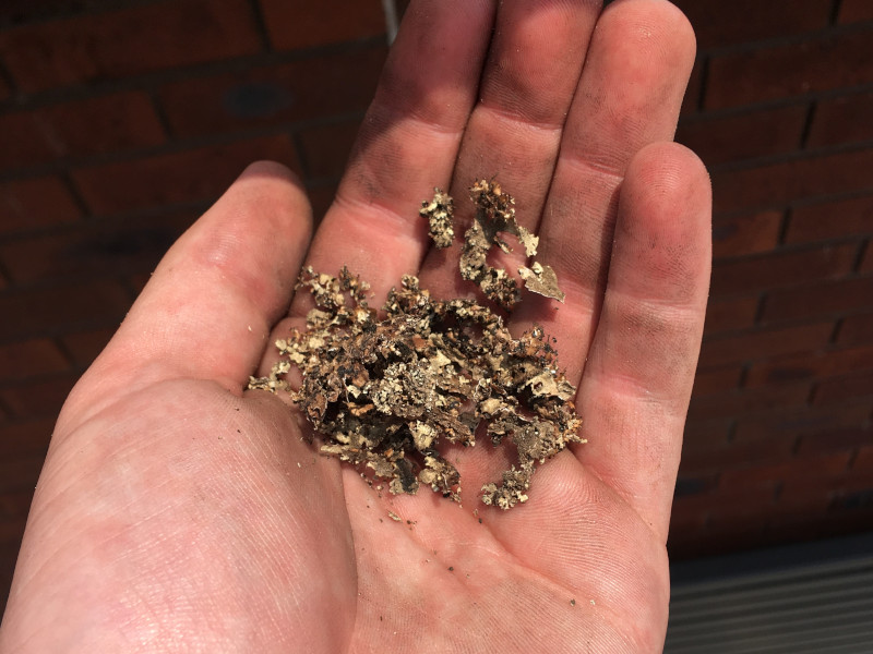 Crumbling moss in hand after treatment on roof