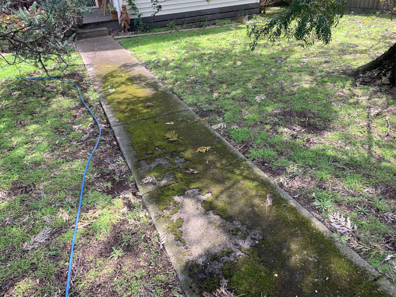 Green moss growing on concrete path