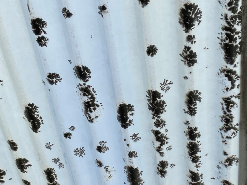 Laserlite roof with dead moss after treatment