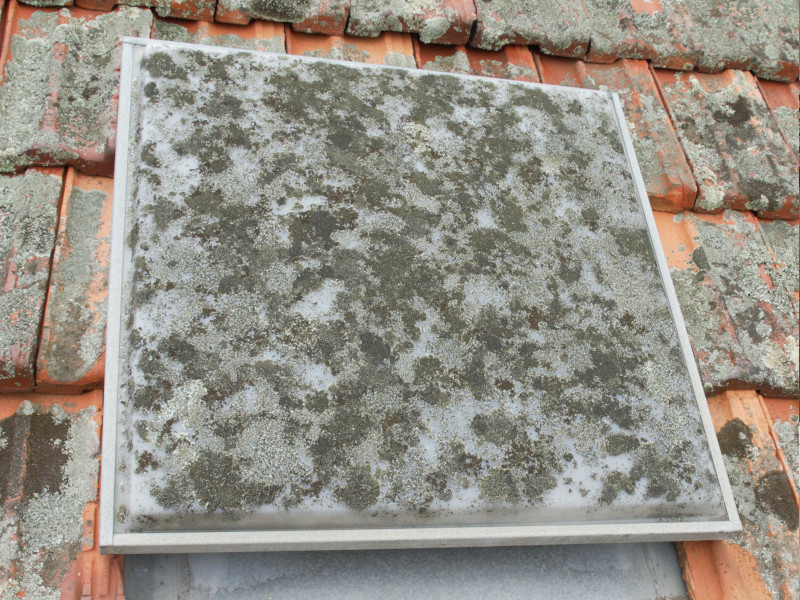 Moss growth on skylight before treatment