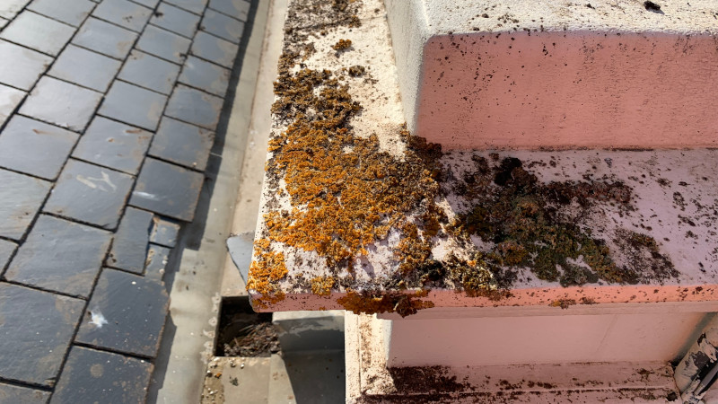 Bird's nest found under cement roof tiles during inspection