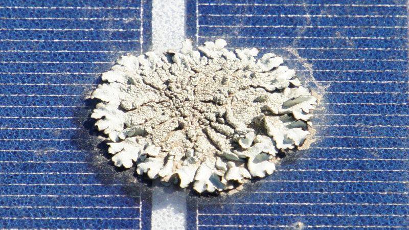 Dying moss and spores on solar panels after treatment