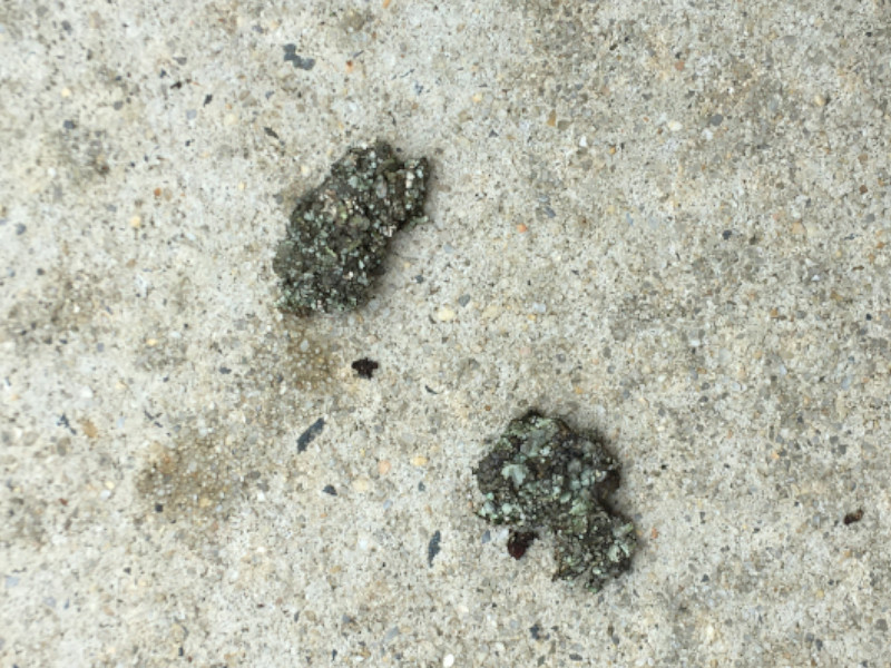 Moss falling off solar panels and onto the ground