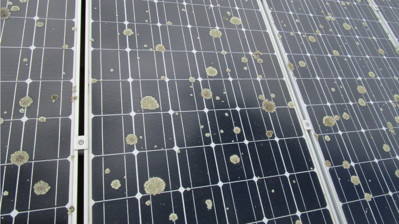 Solar panels covered in moss before treatment