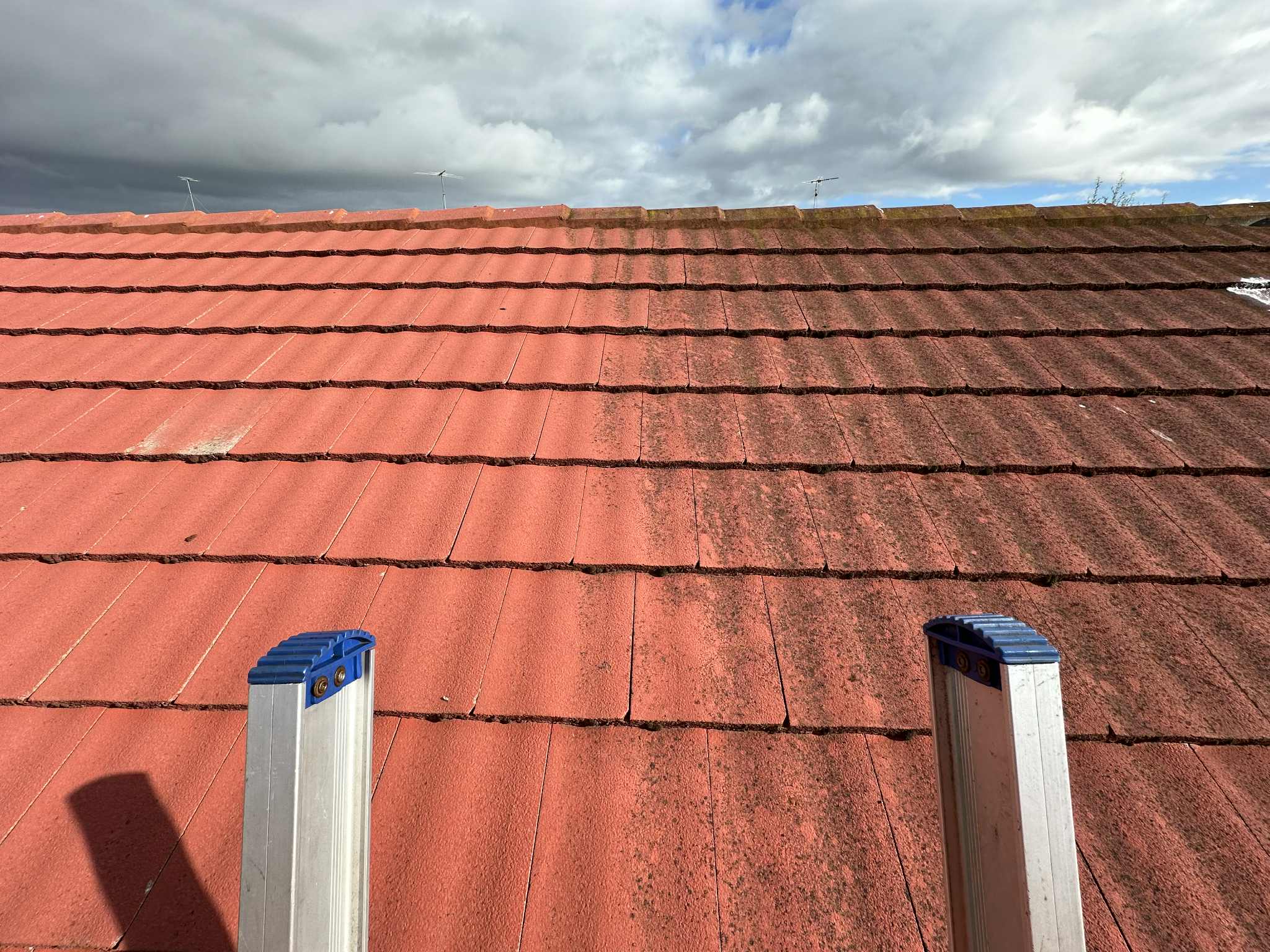 Dying moss and spores on a cement roof after treatment