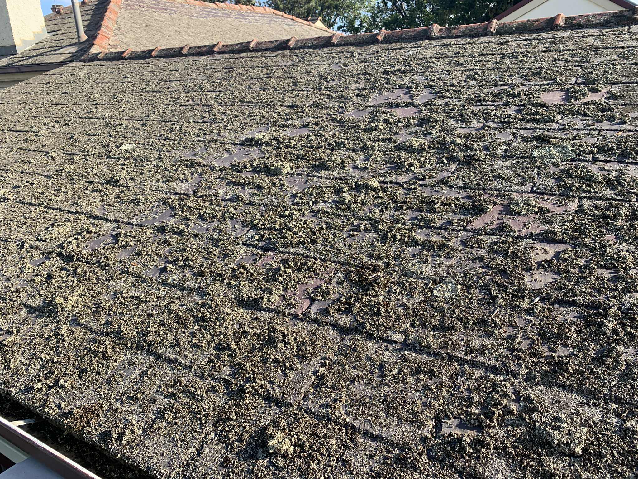 Dying moss and spores on a cement roof after treatment